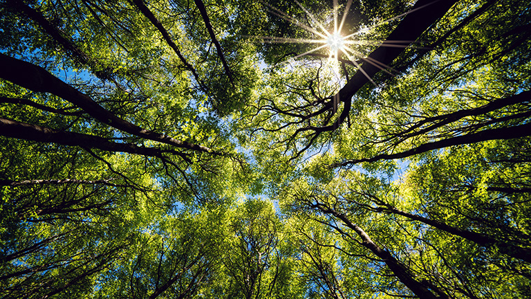 Can we insure the natural world?