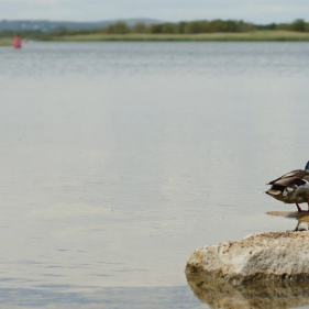 Biodiversity on the Brink