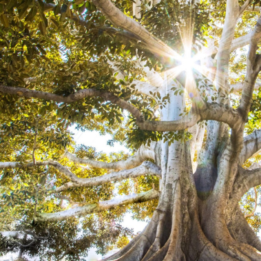 Sustainable Underwriting: Key steps to achieving a net zero insurance balance sheet