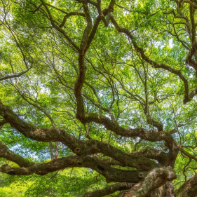 Innovations in Nature Insurance for Business